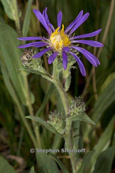 eurybia integrifolia 1 graphic